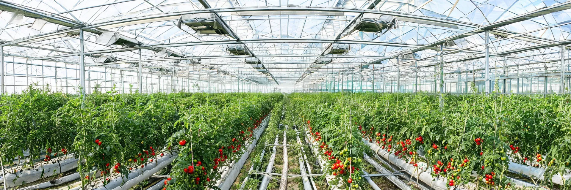 Greenhouse crop production and ventilation